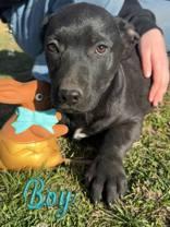 Ross, a Adoptable Pit Bull Terrier in Madras, OR image 1/3