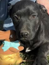 Ross, a Adoptable Pit Bull Terrier in Madras, OR image 2/3