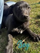 Ross, a Adoptable Pit Bull Terrier in Madras, OR image 3/3