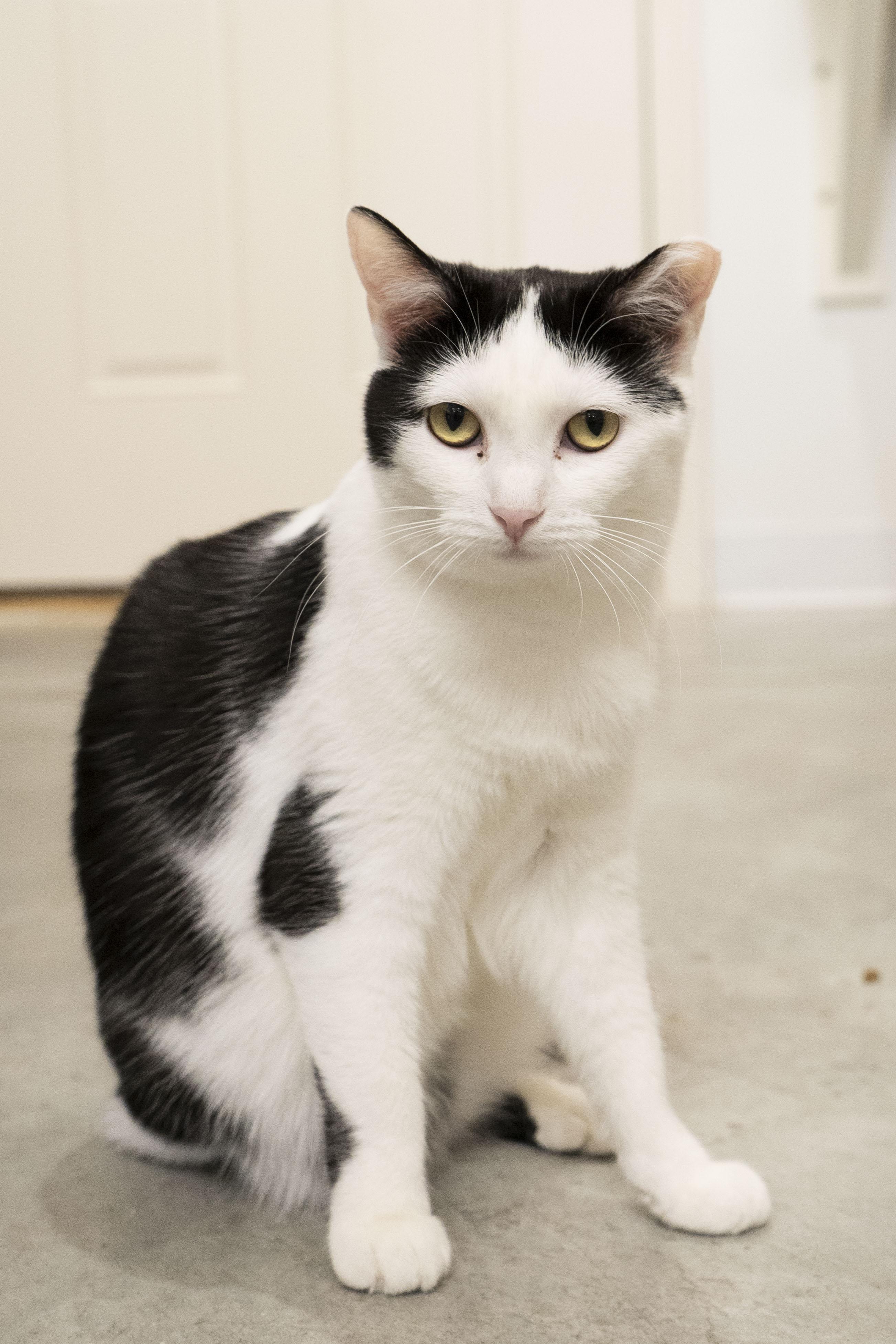 Enlarge Dora, a ADOPTABLE Domestic Short Hair in Boise, ID image 2/4