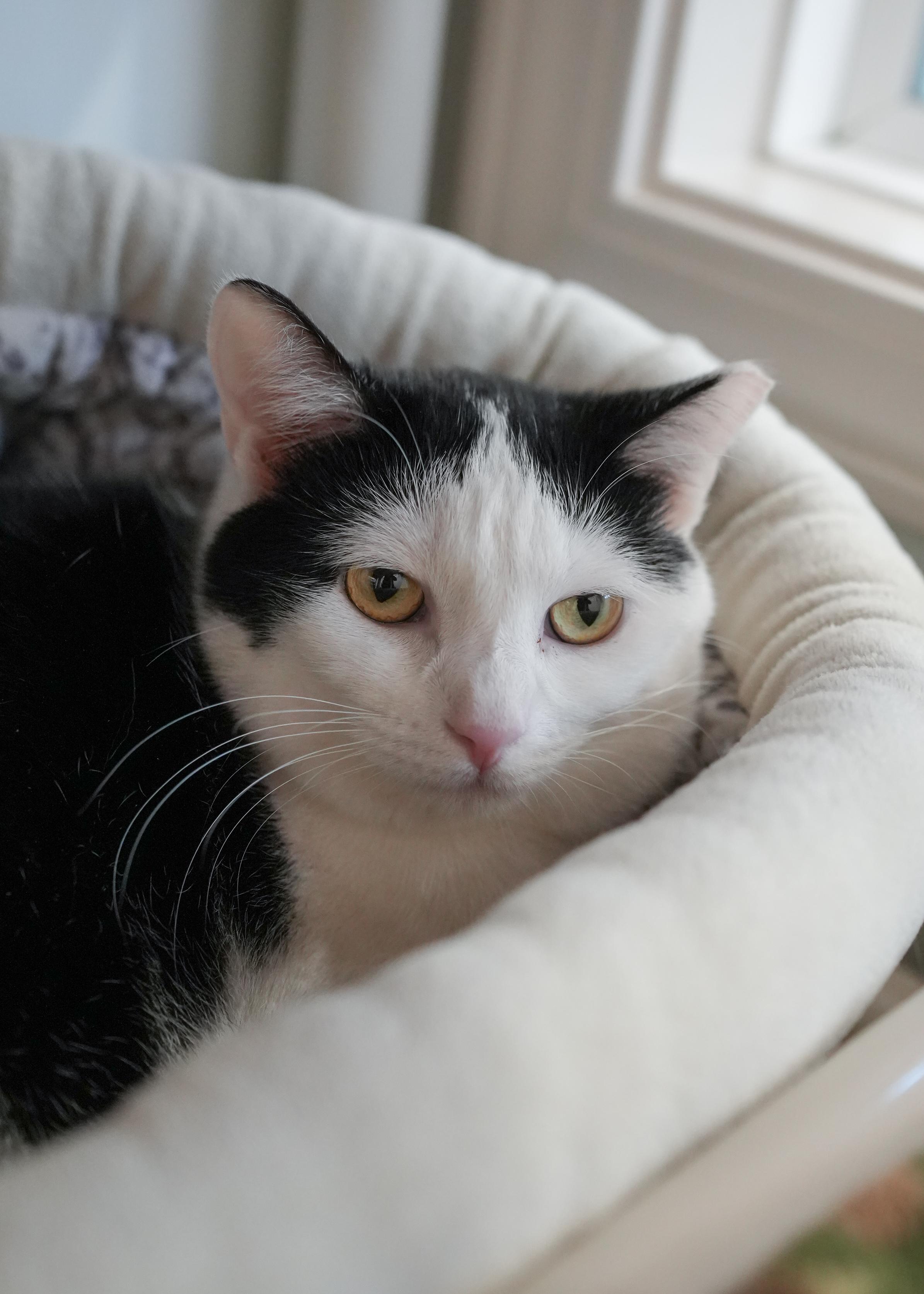 Dora, ADOPTABLE, Adult Female Domestic Short Hair.