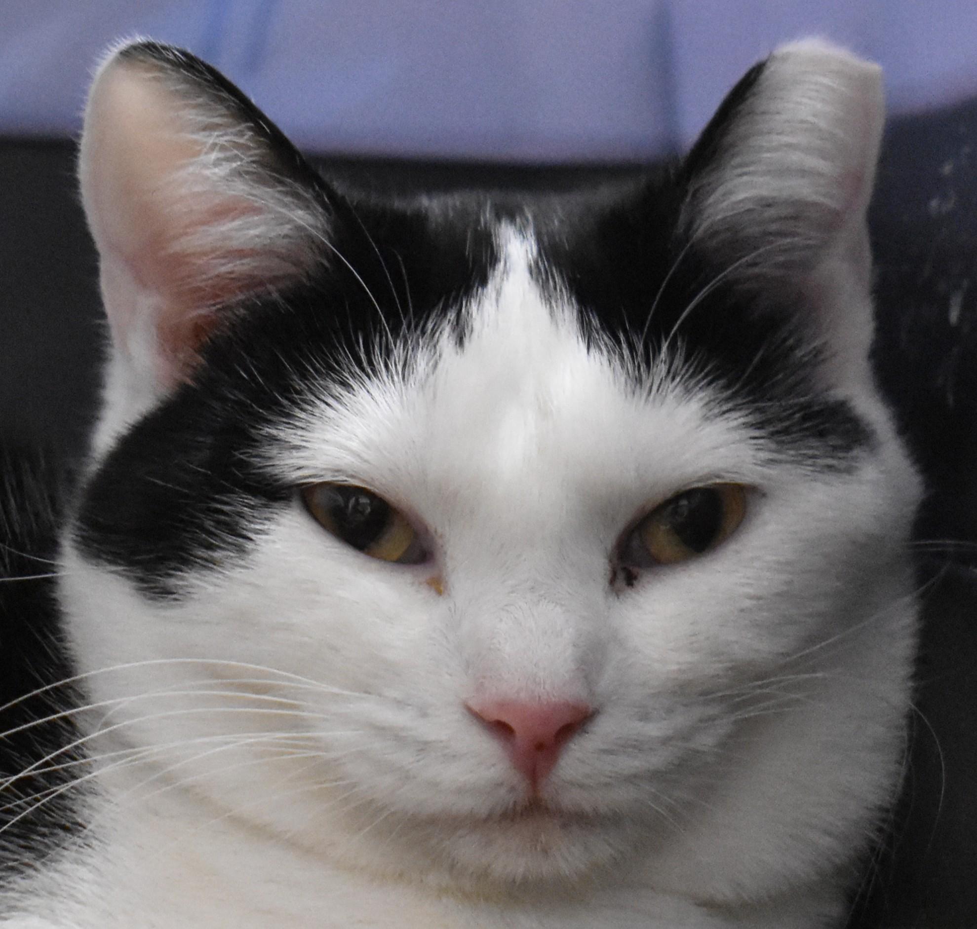 Dora, a ADOPTABLE Domestic Short Hair in Boise, ID image 5/5