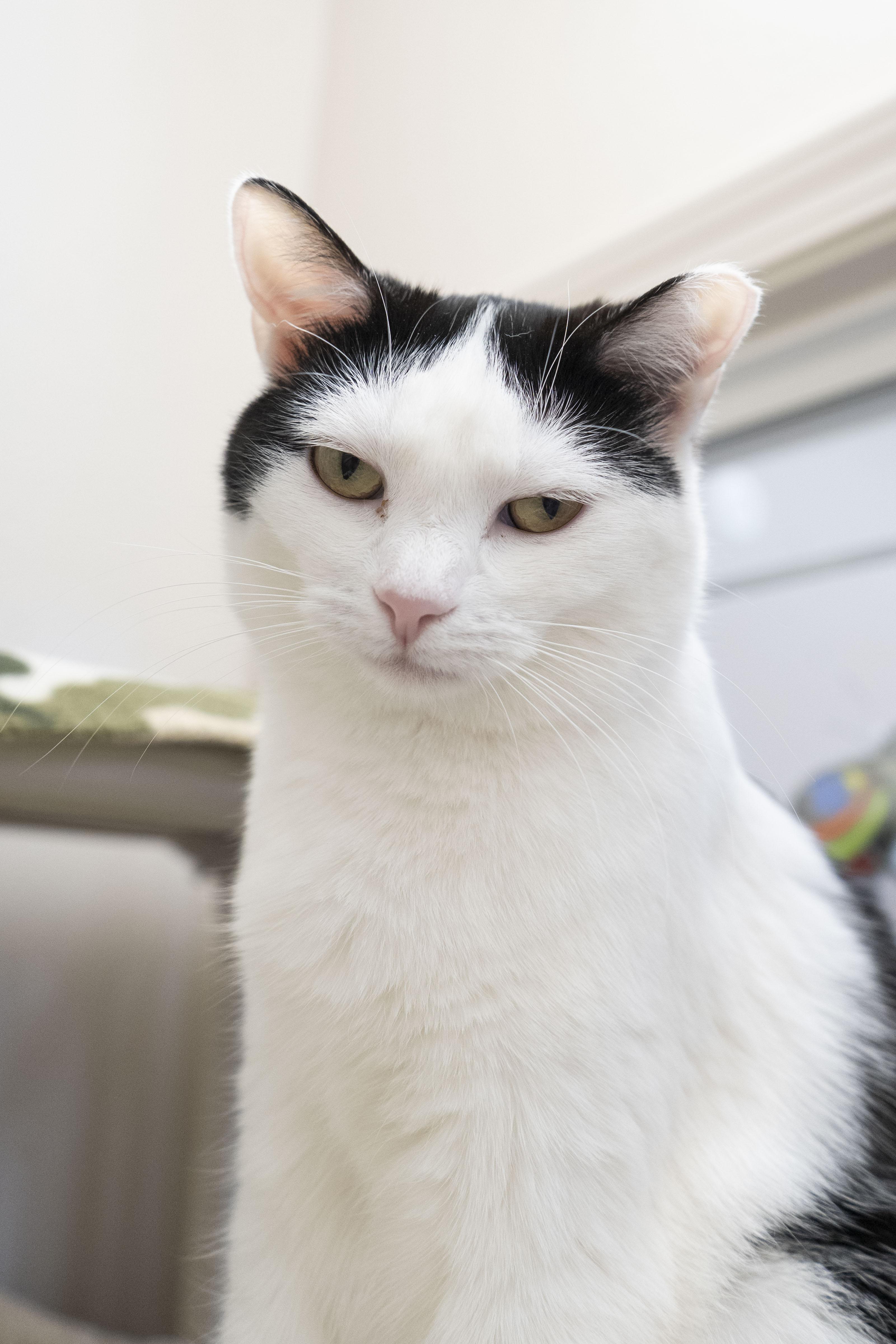 Enlarge Dora, a ADOPTABLE Domestic Short Hair in Boise, ID image 1/4