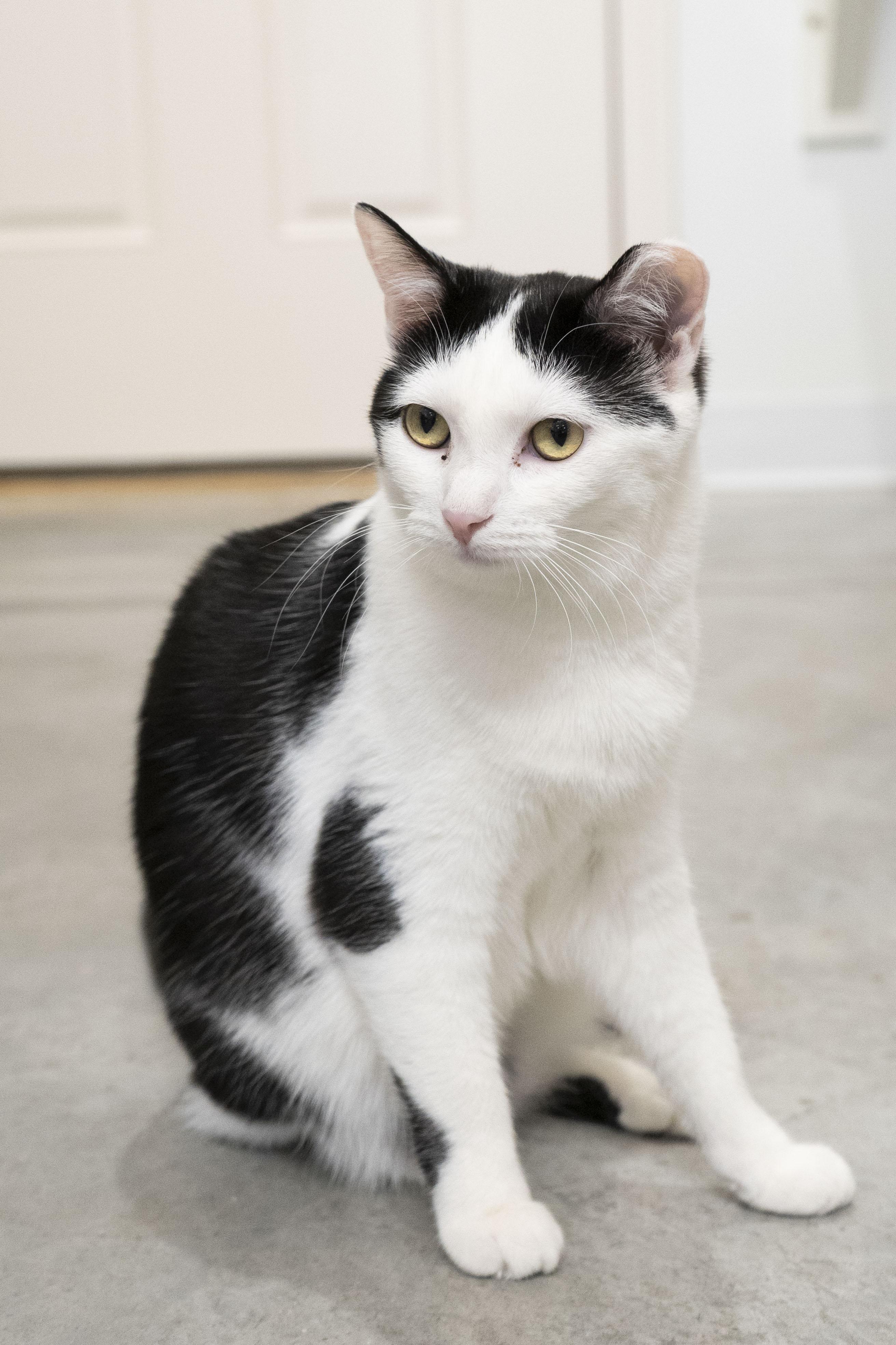 Enlarge Dora, a ADOPTABLE Domestic Short Hair in Boise, ID image 3/4