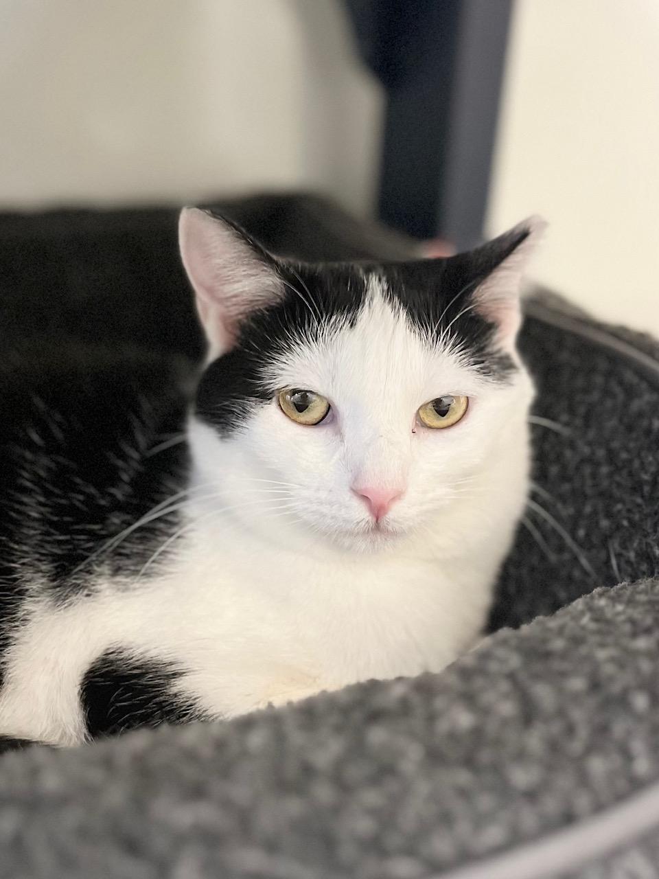 Enlarge Dora, a ADOPTABLE Domestic Short Hair in Boise, ID image 4/4