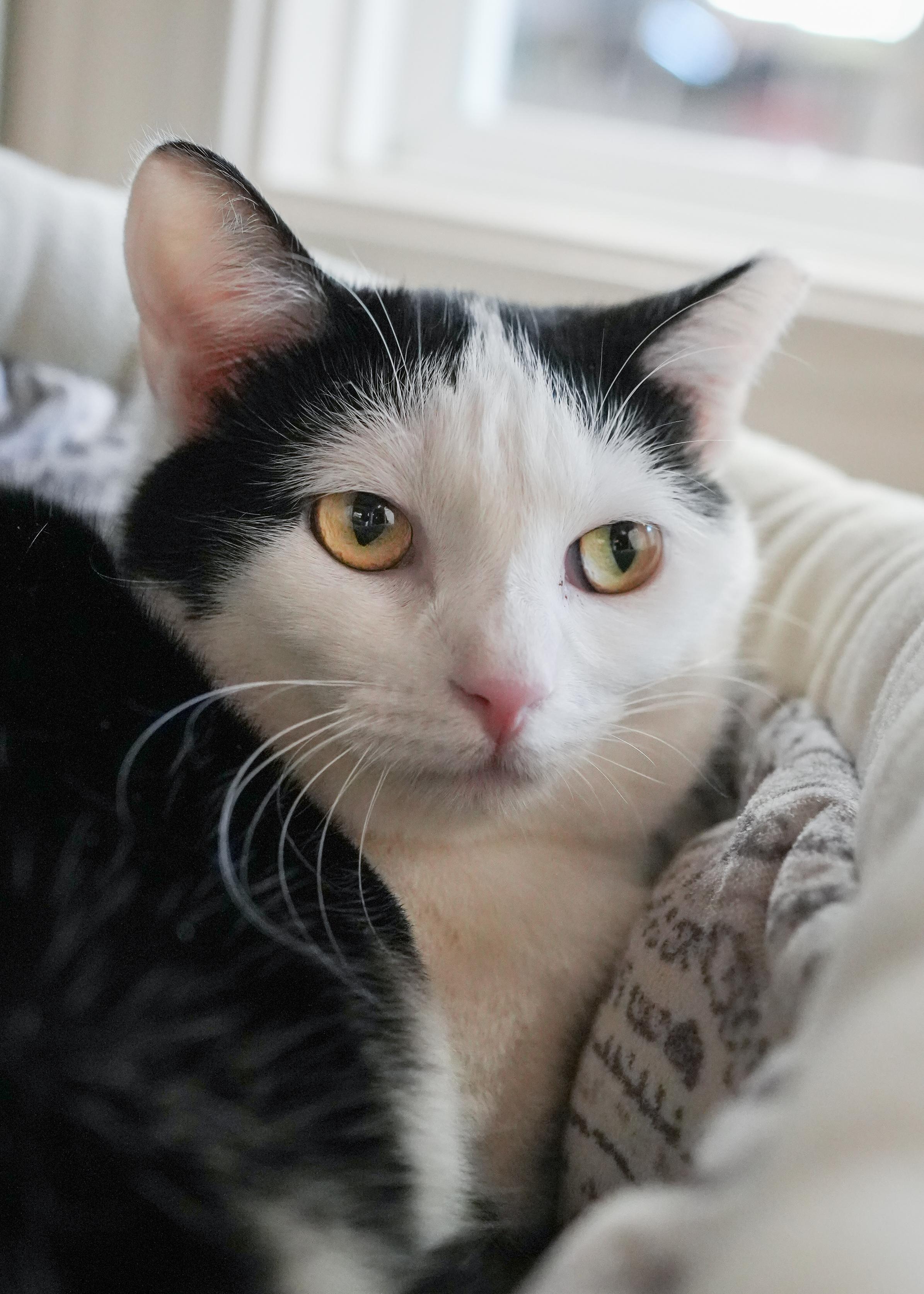 Dora, a ADOPTABLE Domestic Short Hair in Boise, ID image 2/5