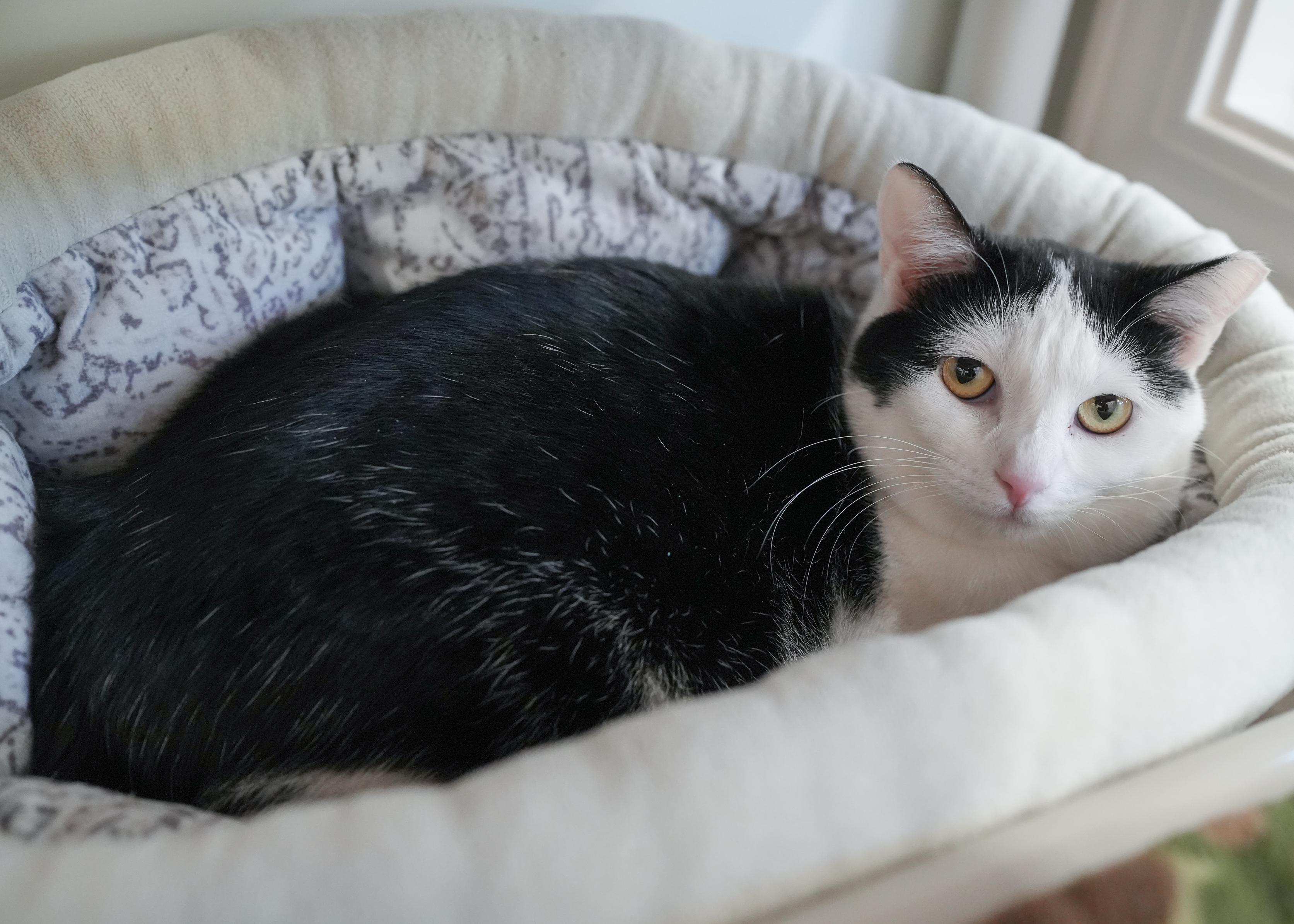 Dora, a ADOPTABLE Domestic Short Hair in Boise, ID image 3/5