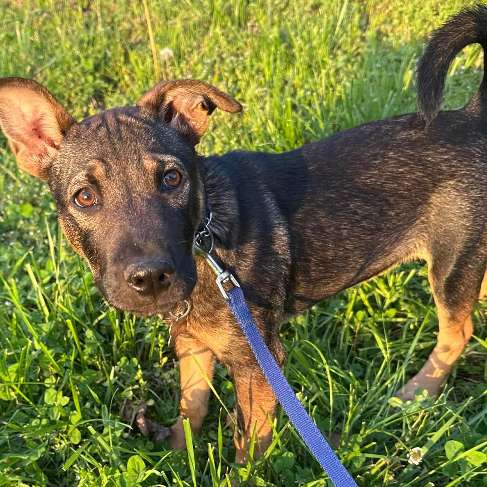 Rhythms, Adoptable, Puppy Female Shepherd & Black Mouth Cur.
