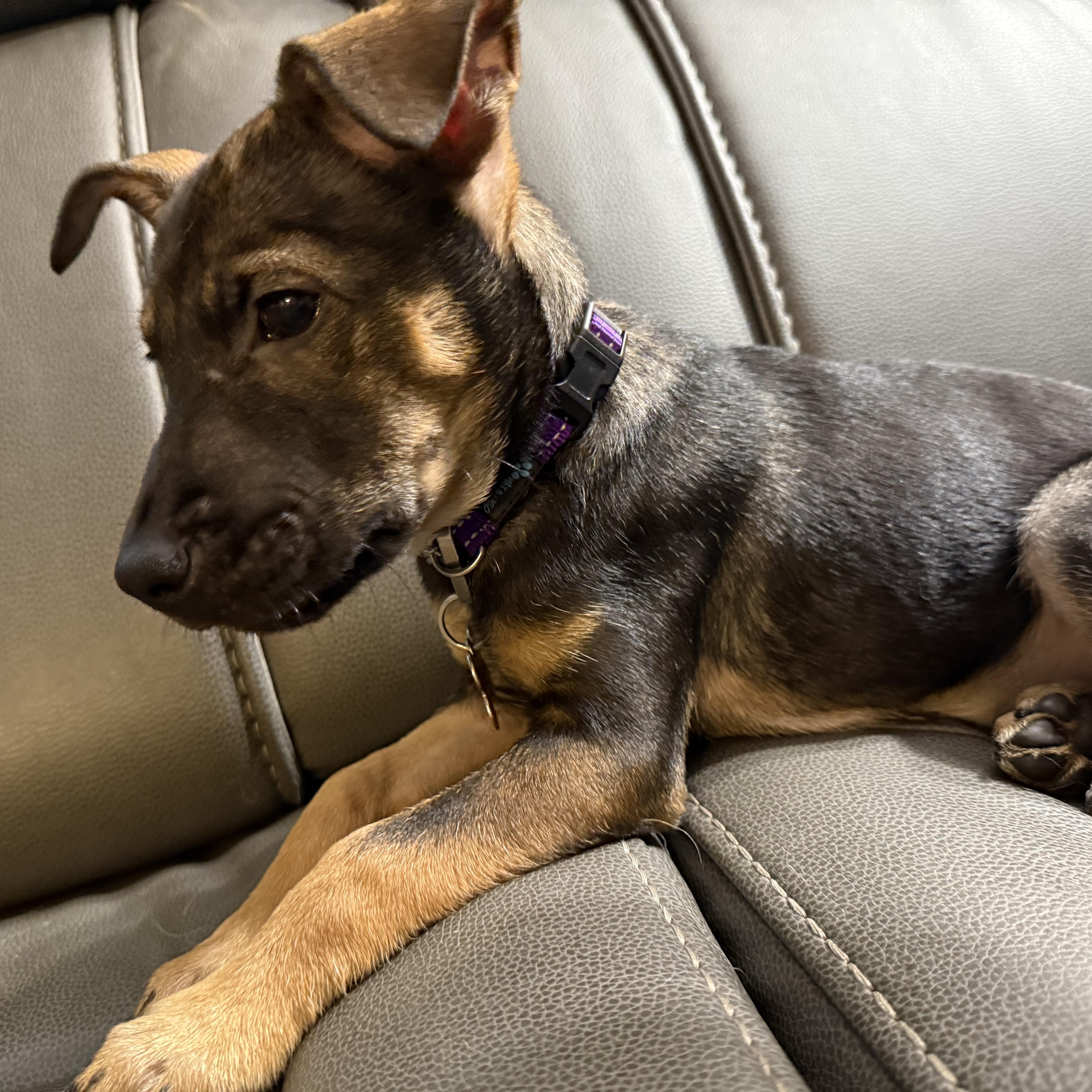 Enlarge Rhythms, a Adoptable mixed breed in Rock Hill, SC image 5/5