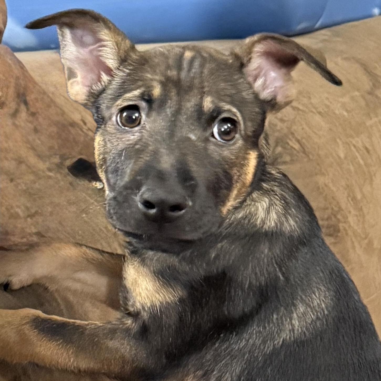 Enlarge Rhythms, a Adoptable mixed breed in Rock Hill, SC image 3/5