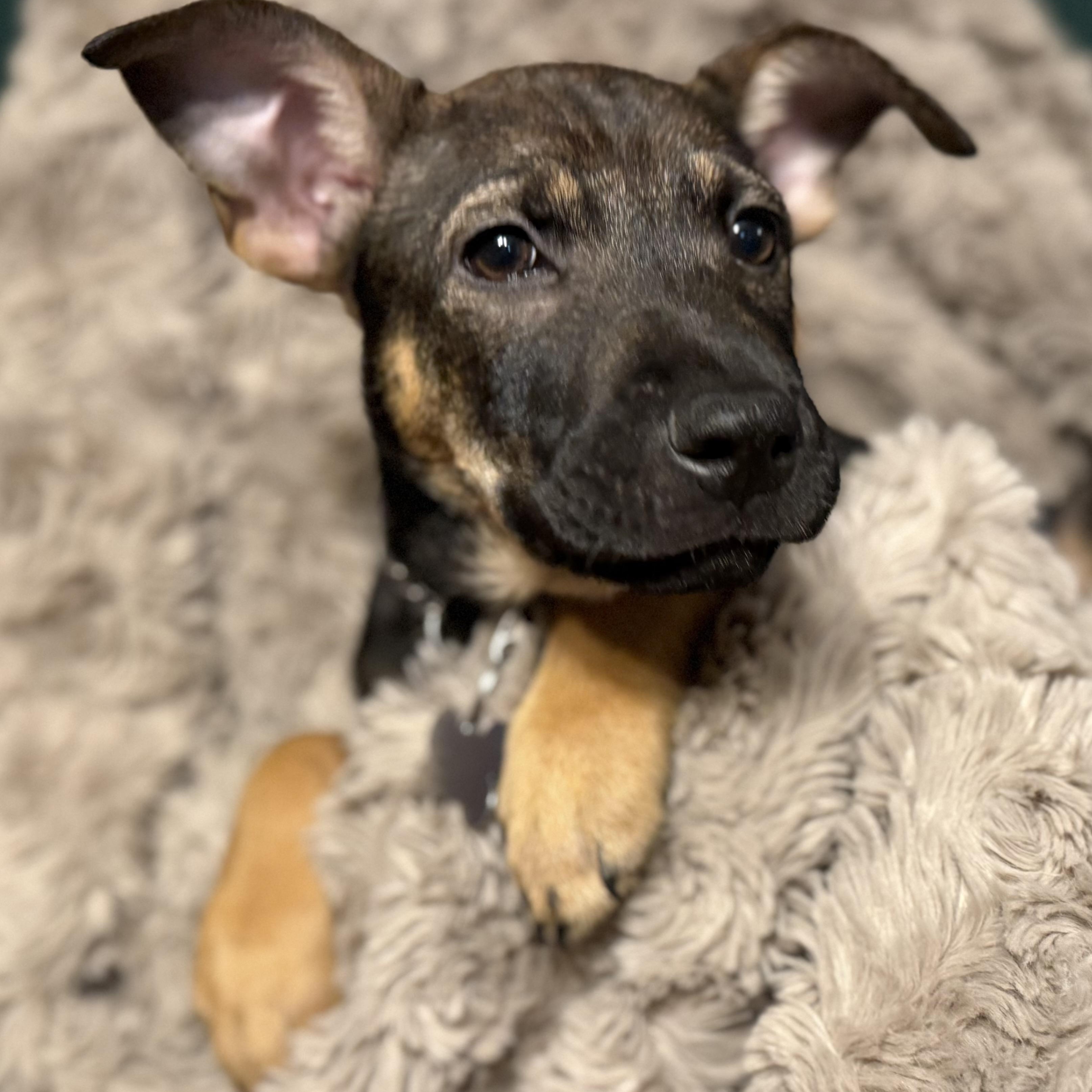 Enlarge Rhythms, a Adoptable mixed breed in Rock Hill, SC image 1/5