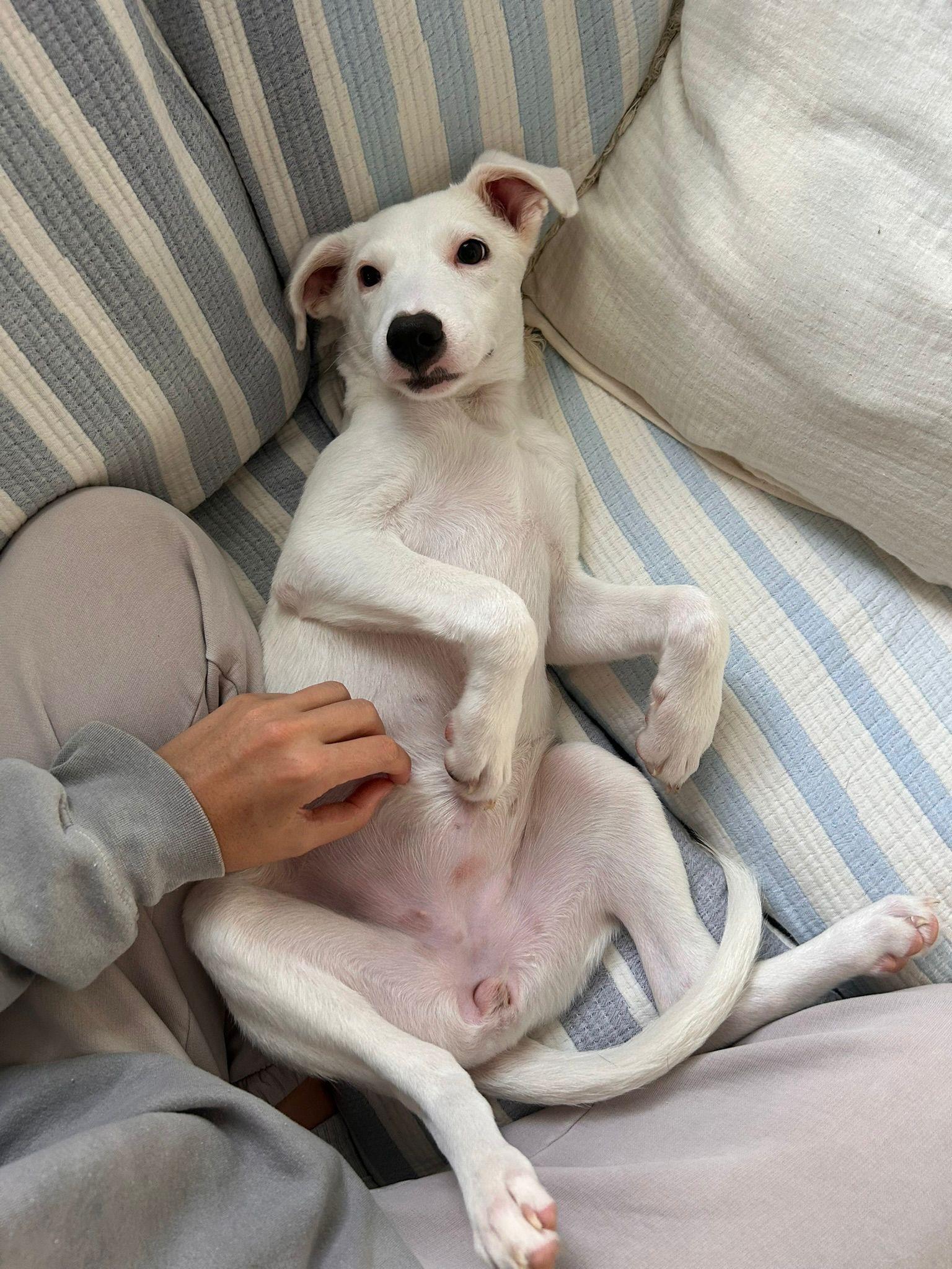 Enlarge Dora, a ADOPTABLE Mixed Breed in Etobicoke, ON image 3/6