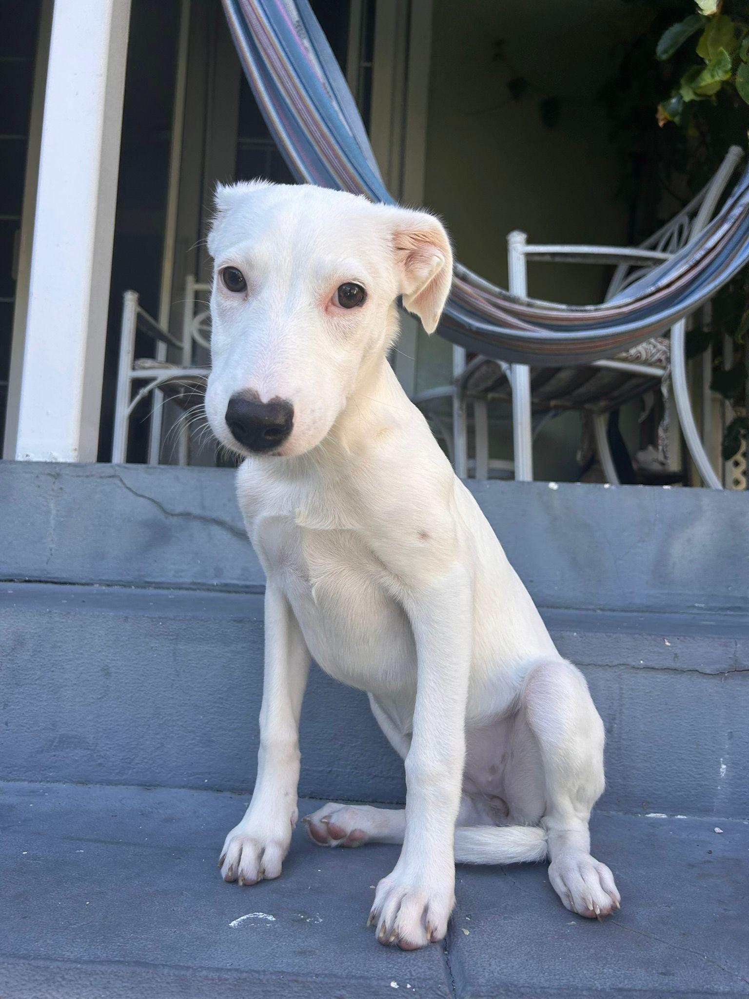 Enlarge Dora, a ADOPTABLE Mixed Breed in Etobicoke, ON image 4/6