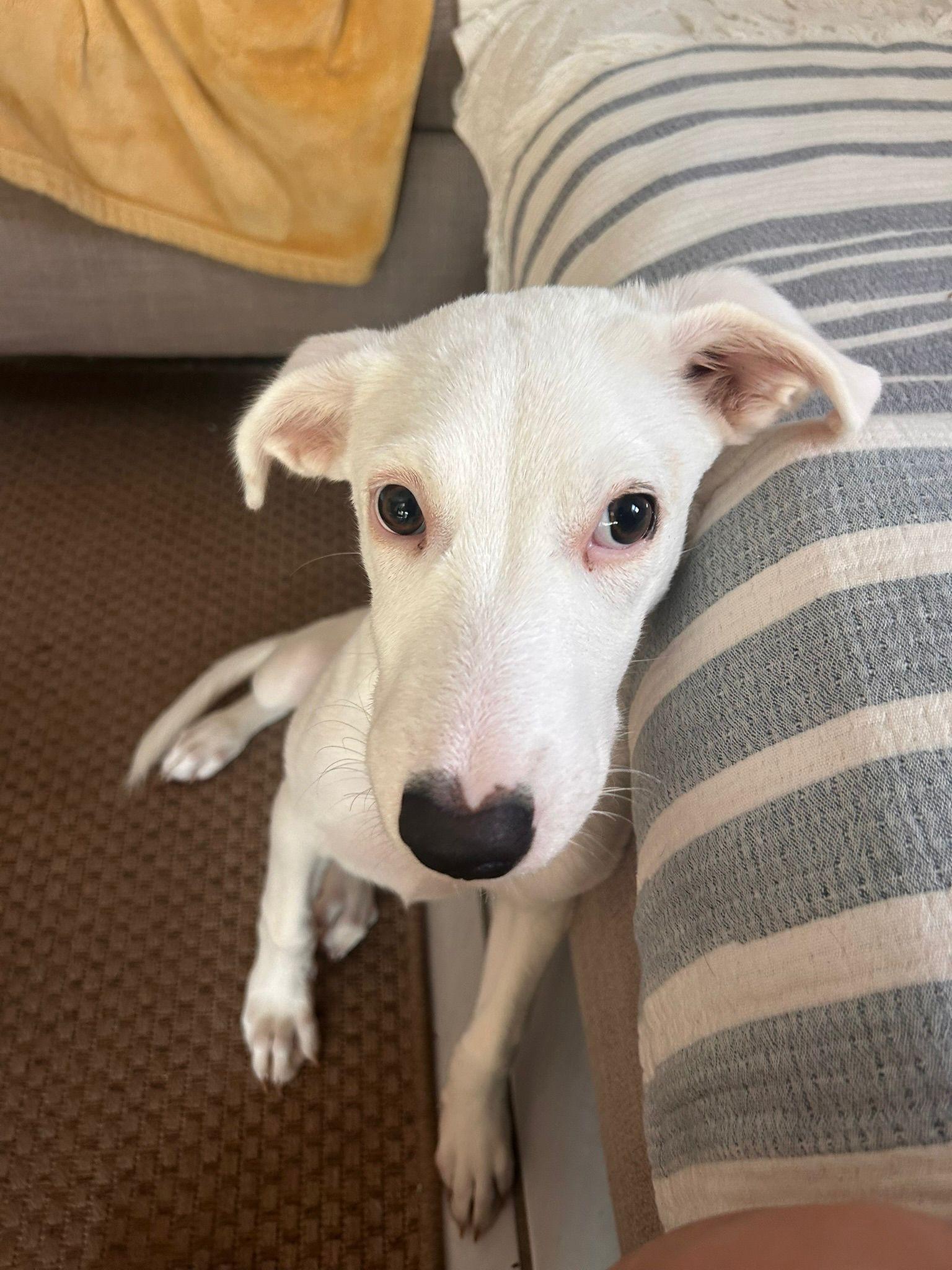 Enlarge Dora, a ADOPTABLE Mixed Breed in Etobicoke, ON image 5/6