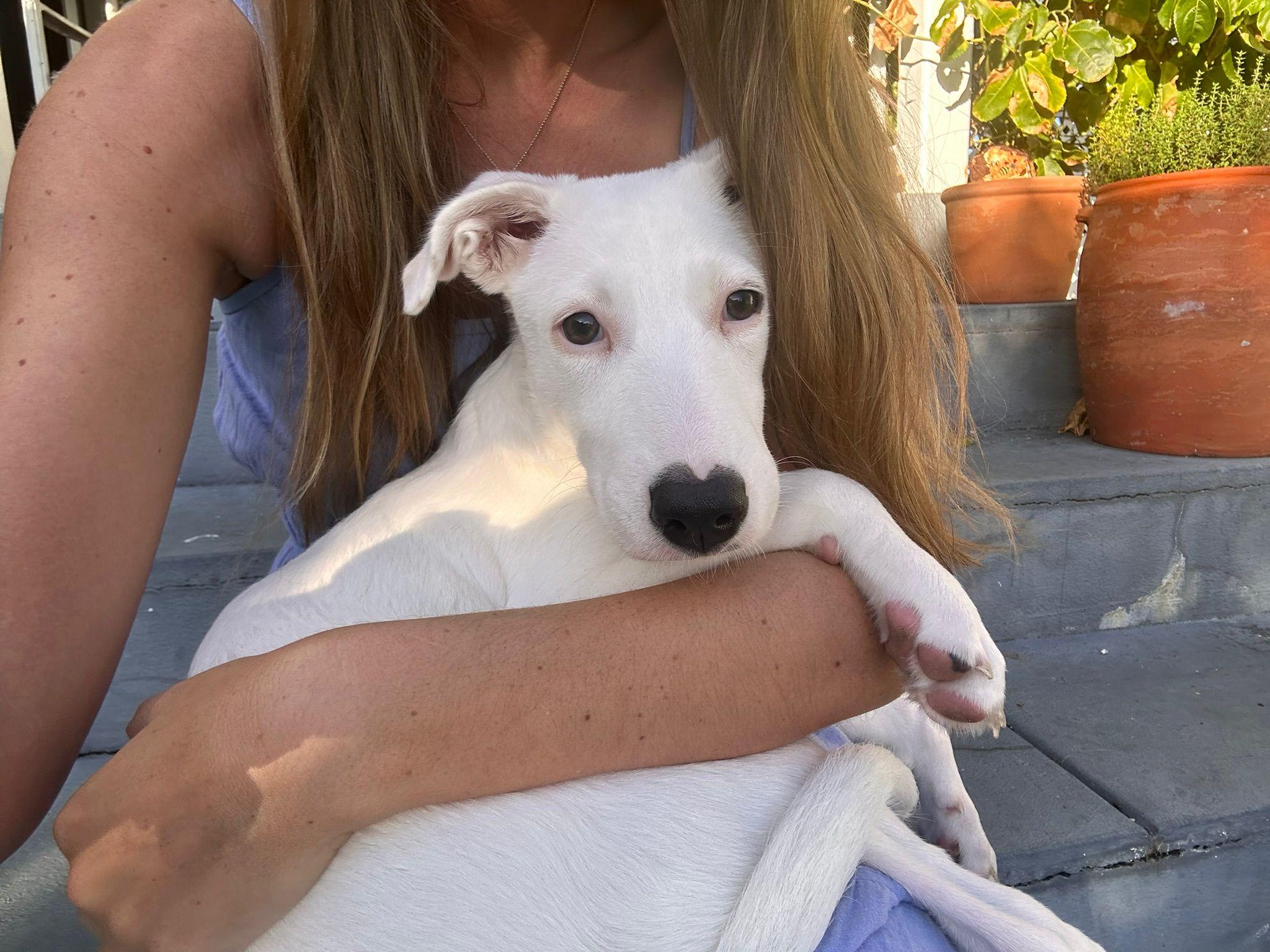 Enlarge Dora, a ADOPTABLE Mixed Breed in Etobicoke, ON image 1/6