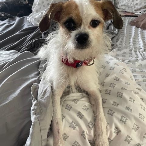 Blessed, an adopted mixed breed in Freehold, NJ image 3/5