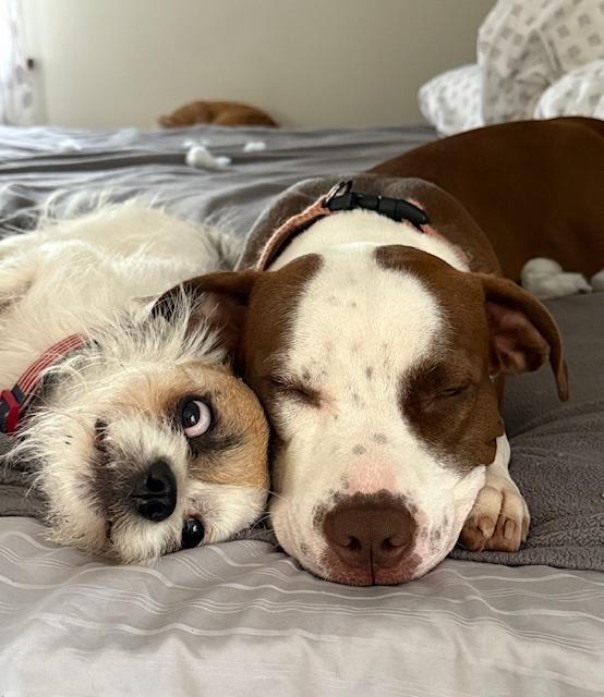 Blessed, an adopted mixed breed in Freehold, NJ image 4/5