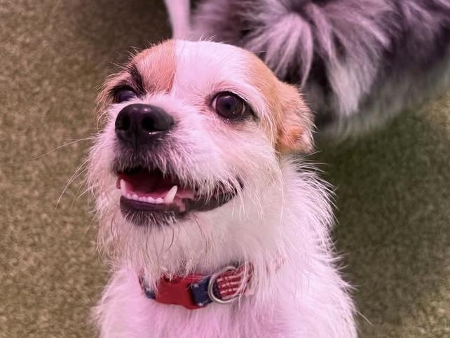 Blessed, an adopted mixed breed in Freehold, NJ image 1/5