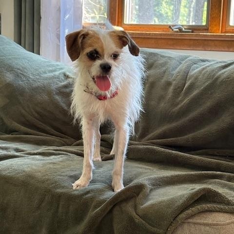 Blessed, an adopted mixed breed in Freehold, NJ image 5/5