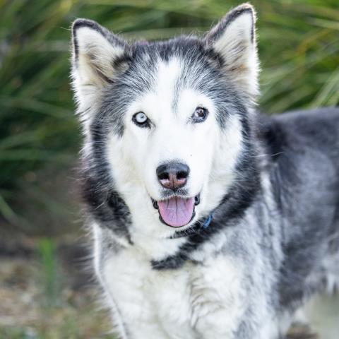 BLINKY, Adoptable, Senior Female Husky.