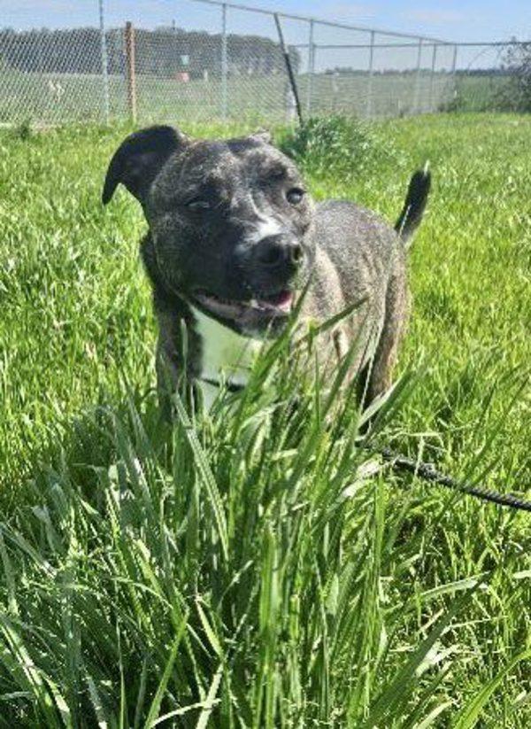 Milano Aka Millie, a Adoptable mixed breed in McMinnville, OR image 2/6