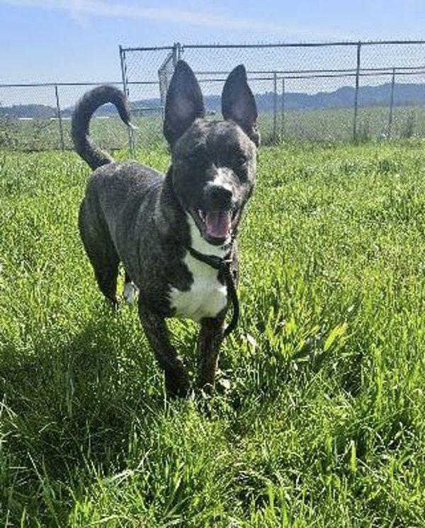 Milano Aka Millie, a Adoptable mixed breed in McMinnville, OR image 3/6