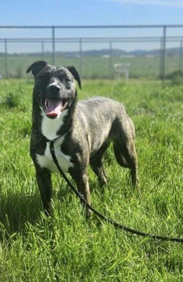 Milano Aka Millie, a Adoptable mixed breed in McMinnville, OR image 4/6