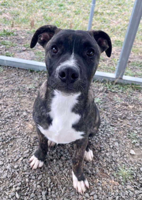 Milano Aka Millie, Adoptable, Young Female Dutch Shepherd & Boxer.