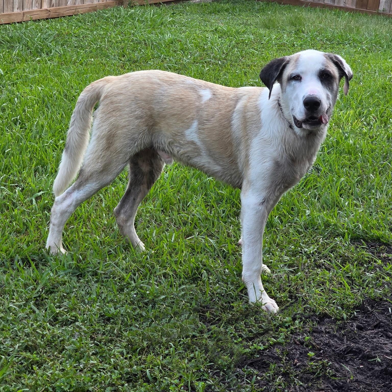 Kolby — thumbnail 3