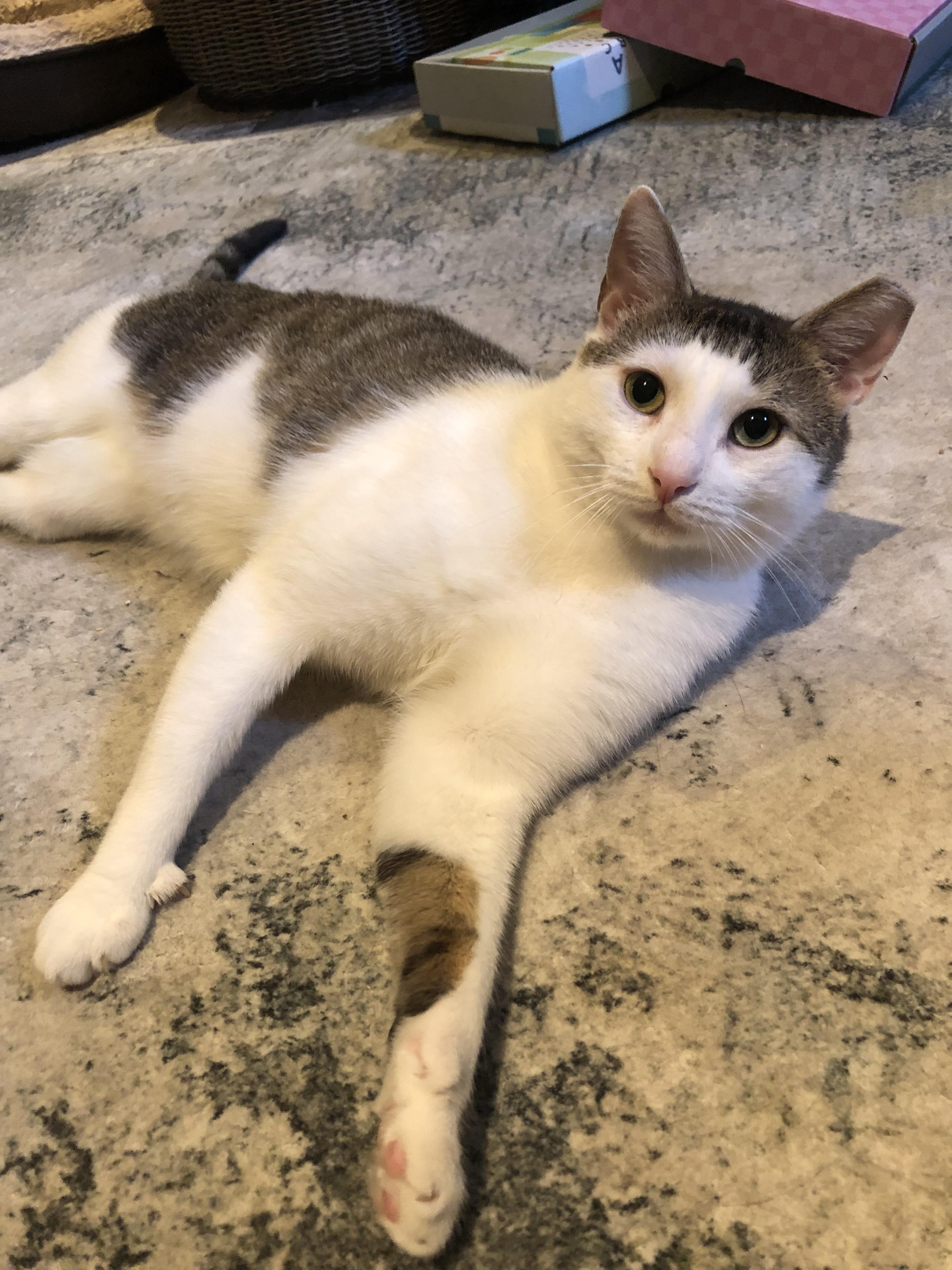 Elijah is absolutely edible!!, a Adopted Domestic Short Hair in Guilford, CT image 2/6