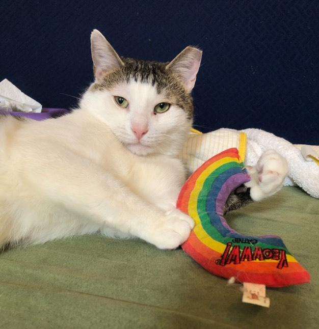 Elijah is absolutely edible!!, a Adopted Domestic Short Hair in Guilford, CT image 1/6