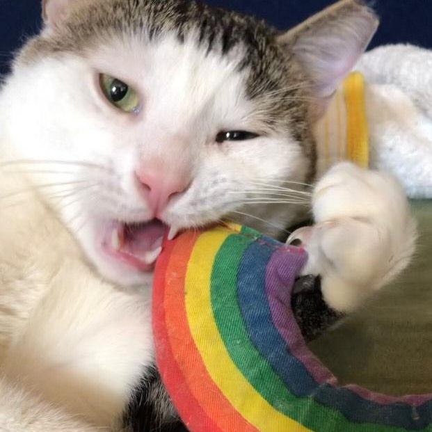 Elijah is absolutely edible!!, a Adopted Domestic Short Hair in Guilford, CT image 4/6