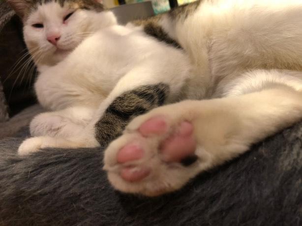 Elijah is absolutely edible!!, a Adopted Domestic Short Hair in Guilford, CT image 5/6