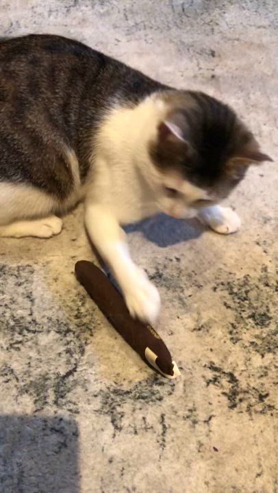 Enlarge Elijah is absolutely edible!!, a Adopted Domestic Short Hair in Guilford, CT video 6/6