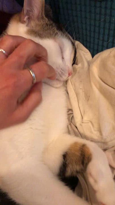 Enlarge Elijah is absolutely edible!!, a Adopted Domestic Short Hair in Guilford, CT video 3/6