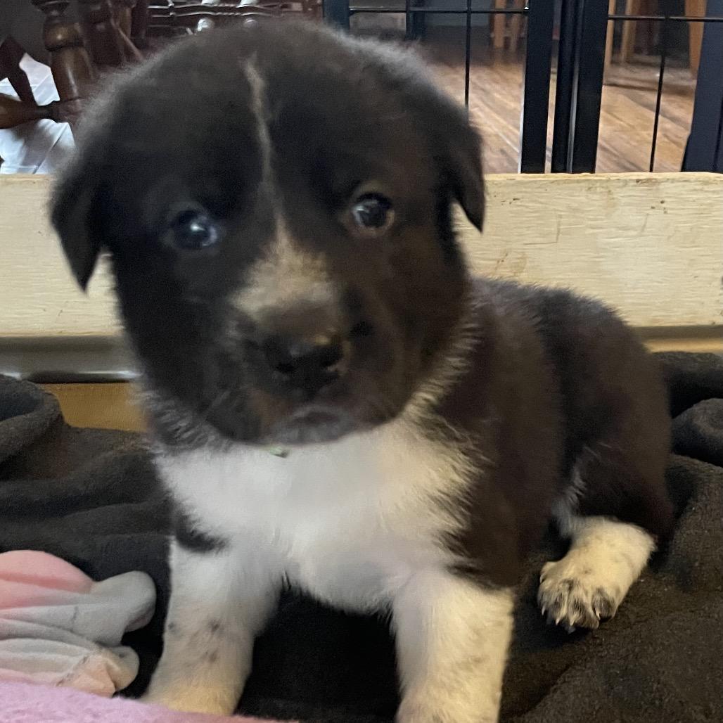 Enlarge Laila, a Adoptable mixed breed in Jarrettsville, MD image 1/6