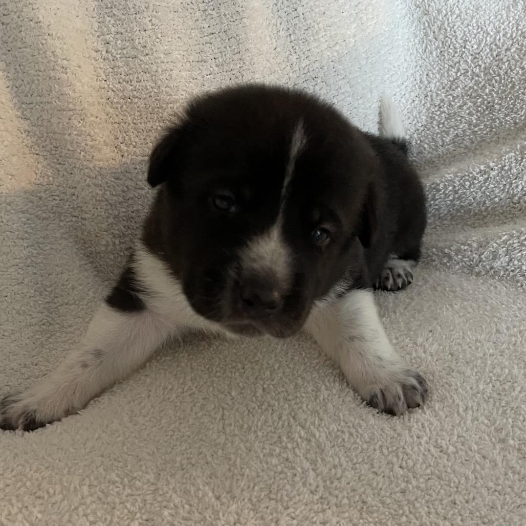 Enlarge Laila, a Adoptable mixed breed in Jarrettsville, MD image 2/6