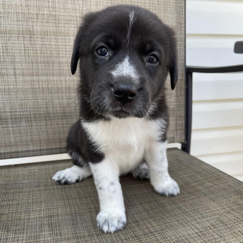 Enlarge Laila, a Adoptable mixed breed in Jarrettsville, MD image 3/6