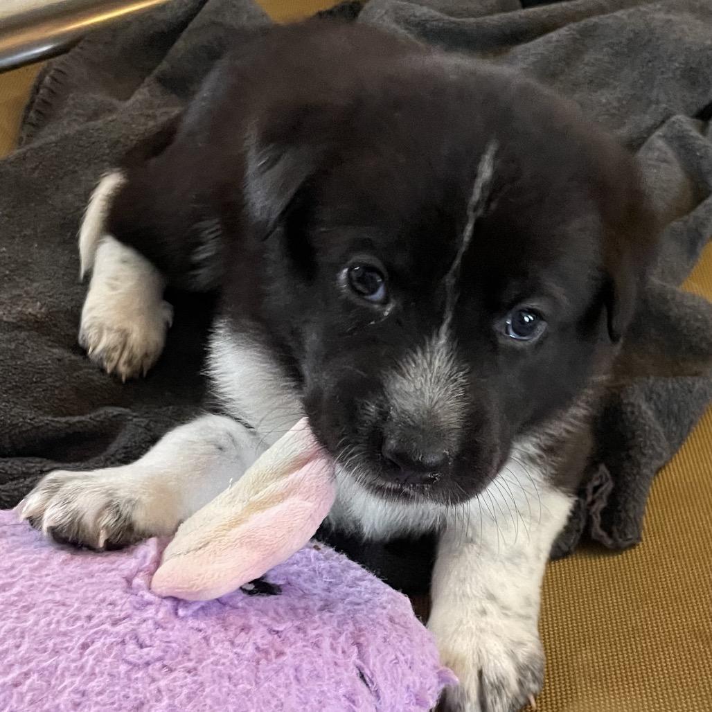 Enlarge Laila, a Adoptable mixed breed in Jarrettsville, MD image 4/6