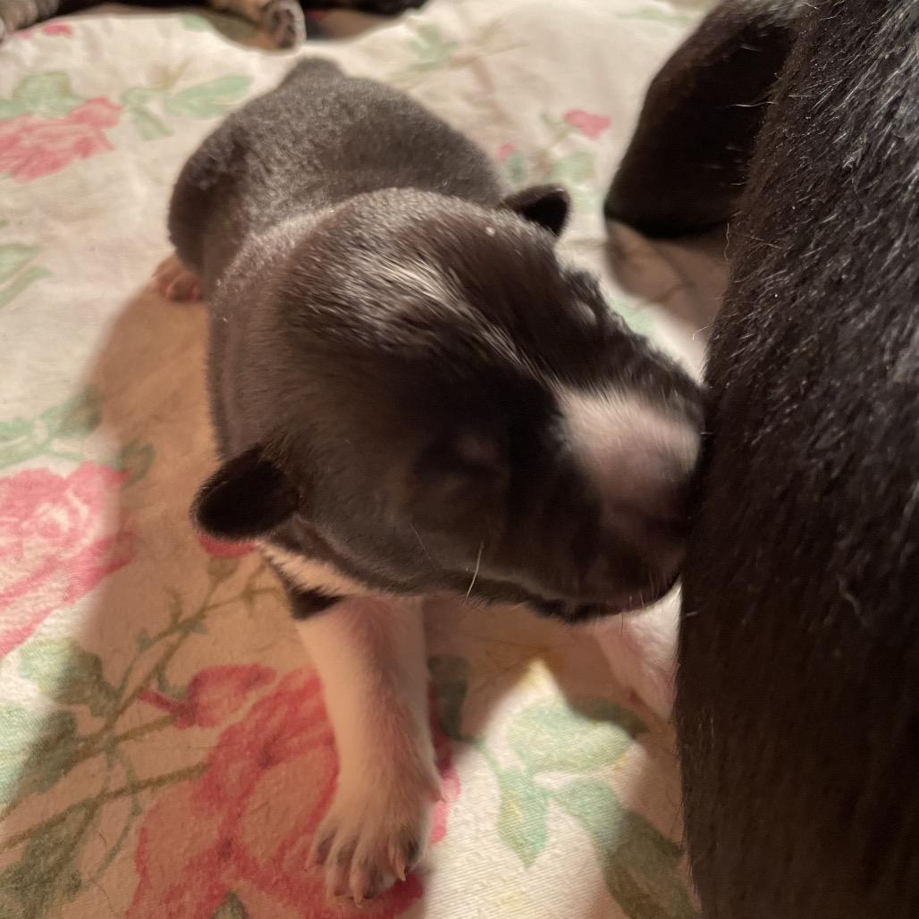 Enlarge Laila, a Adoptable mixed breed in Jarrettsville, MD image 5/6