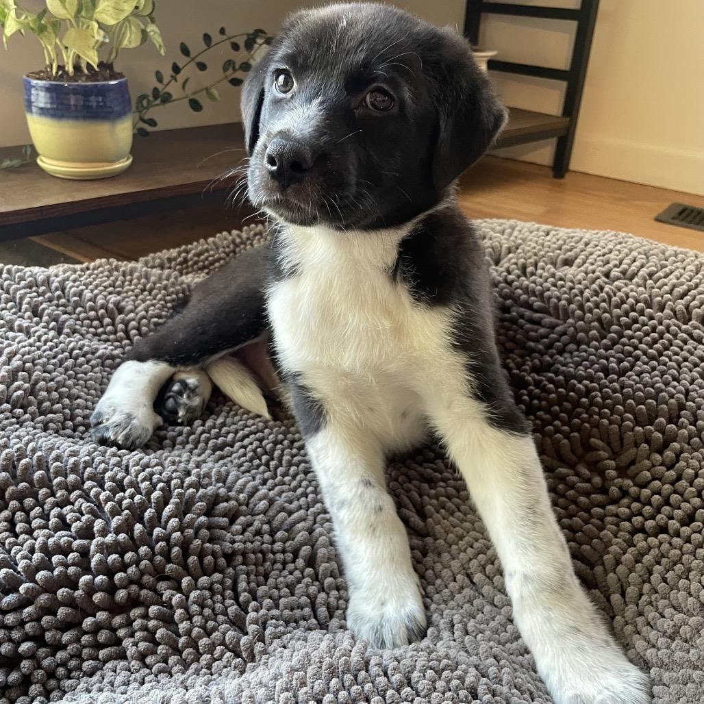 Enlarge Laila, a Adoptable mixed breed in Jarrettsville, MD image 6/6