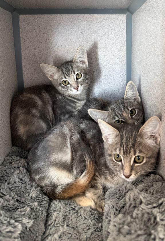 Berries, Bean and Olive, Adoptable, Kitten Female Domestic Short Hair.