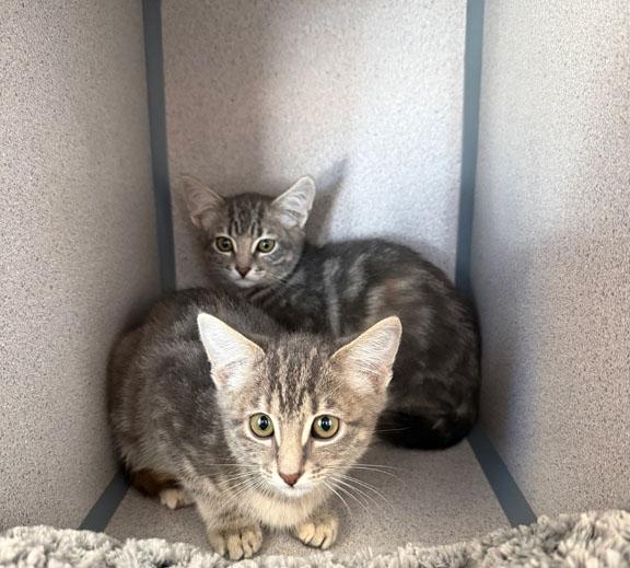 Enlarge Berries, Bean and Olive, a Adoptable Domestic Short Hair in Gardnerville, NV image 3/3