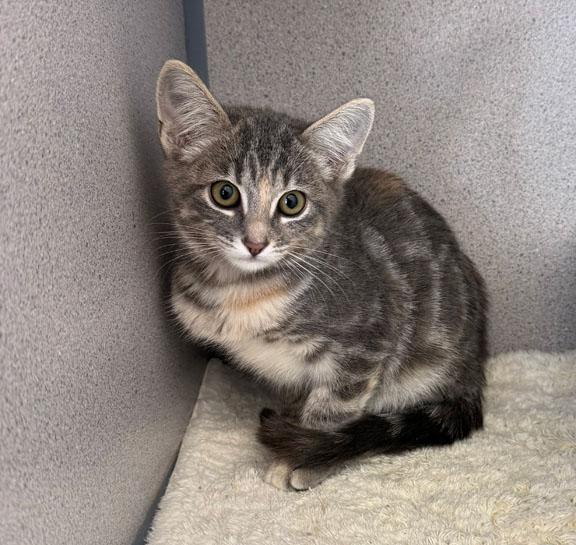 Enlarge Berries, Bean and Olive, a Adoptable Domestic Short Hair in Gardnerville, NV image 2/3