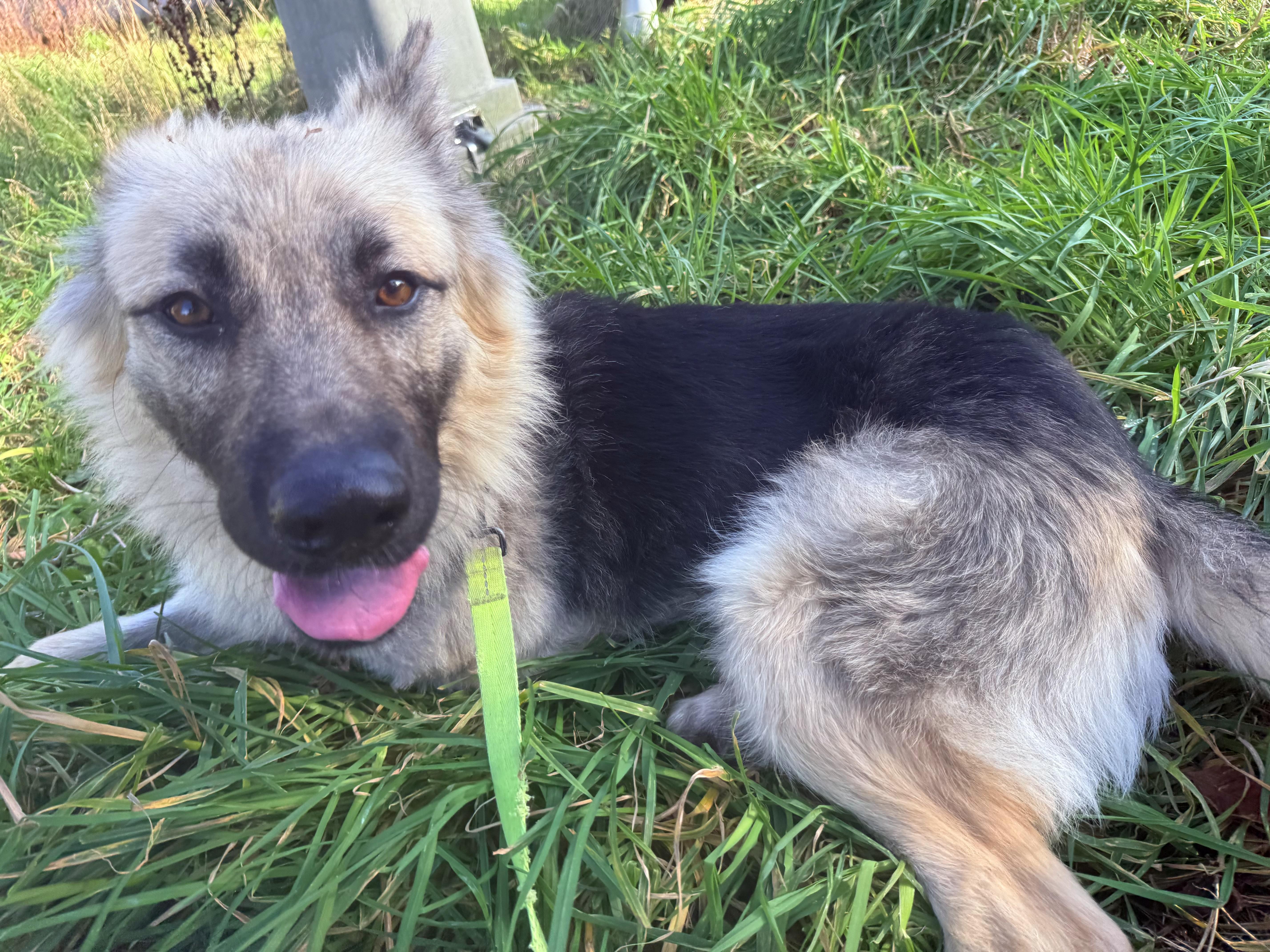 Enlarge Timothy the Tripod, a ADOPTABLE mixed breed in Otis, OR image 2/5