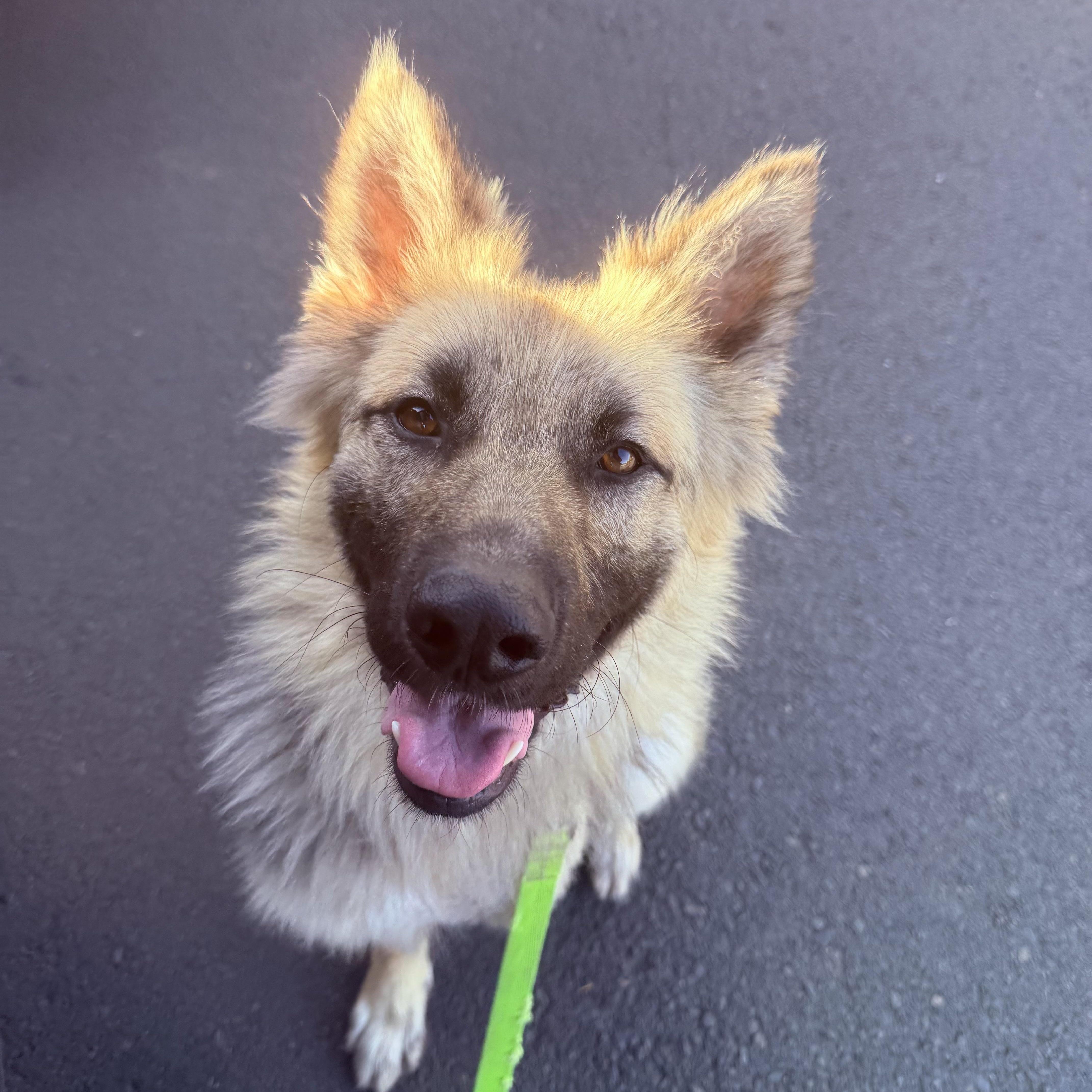 Enlarge Timothy the Tripod, a ADOPTABLE mixed breed in Otis, OR image 1/5