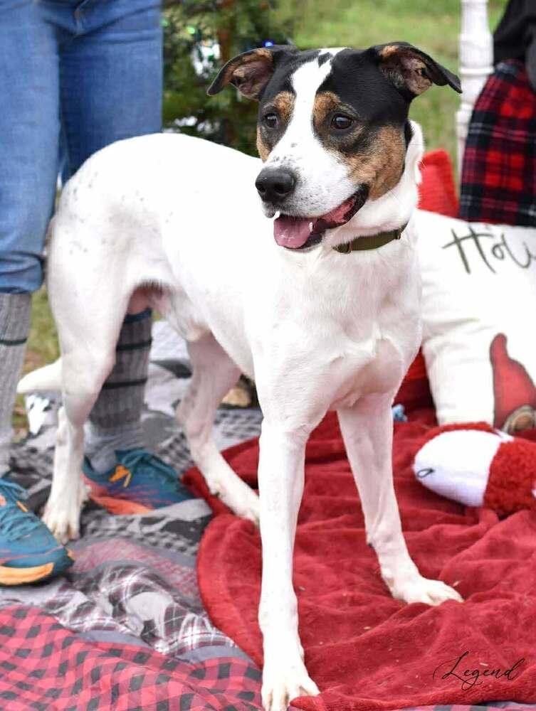 Enlarge Legend (AVAILABLE 12/21), a Adoptable mixed breed in Leverett, MA image 1/4