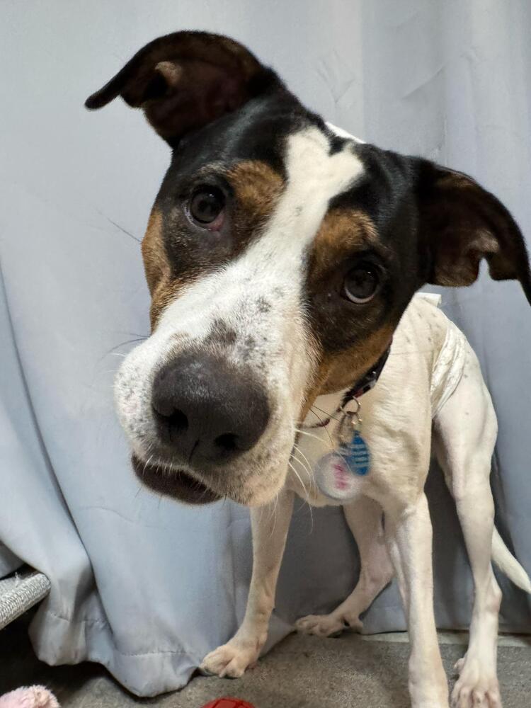 Legend (FOSTERED LOCALLY), Adoptable, Adult Male Mixed Breed & Beagle.