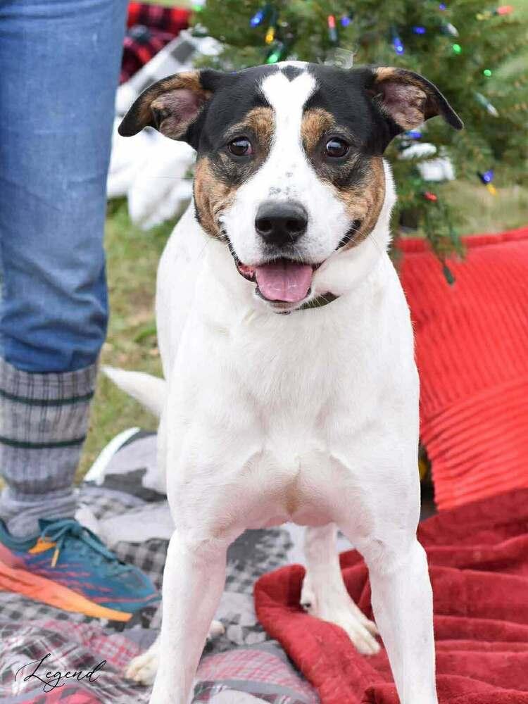 Enlarge Legend (AVAILABLE 12/21), a Adoptable mixed breed in Leverett, MA image 2/4