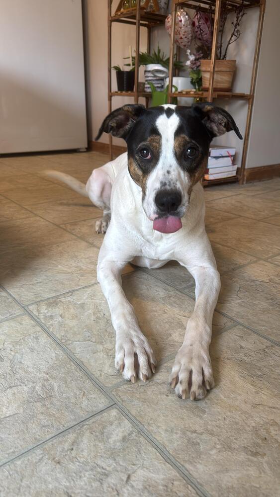 Enlarge Legend (FOSTERED LOCALLY), a Adoptable mixed breed in Leverett, MA image 3/6